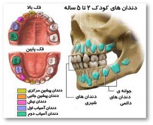 اهمیت دندان شیری